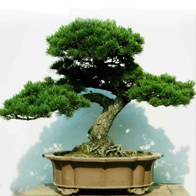 仿真松树