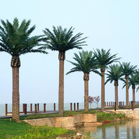 海枣树