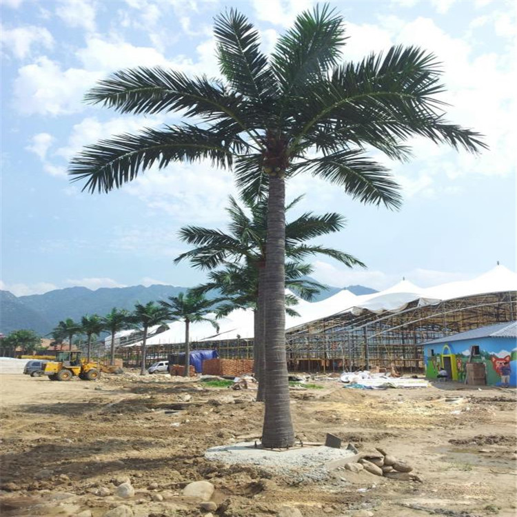 椰子树7