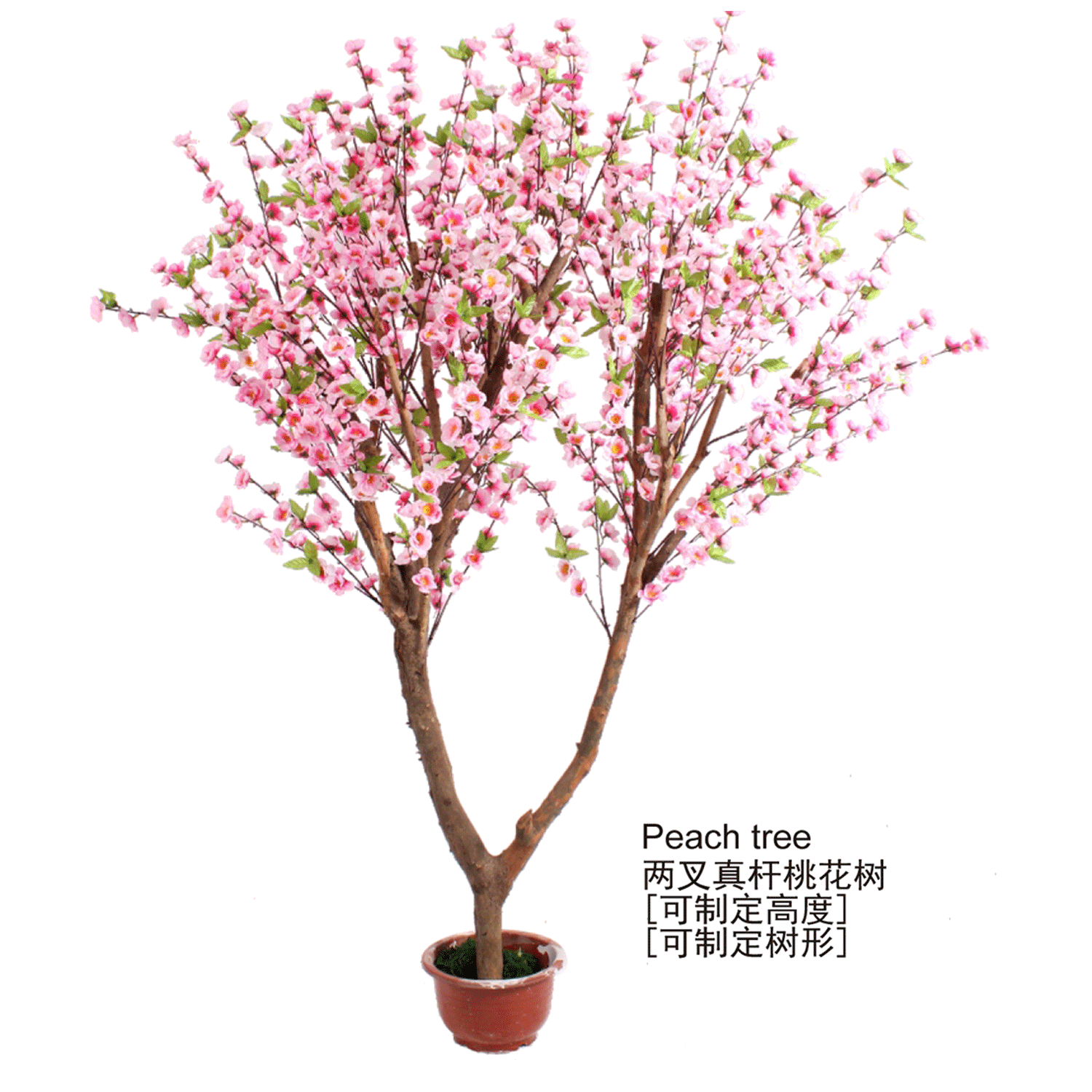 桃花树4