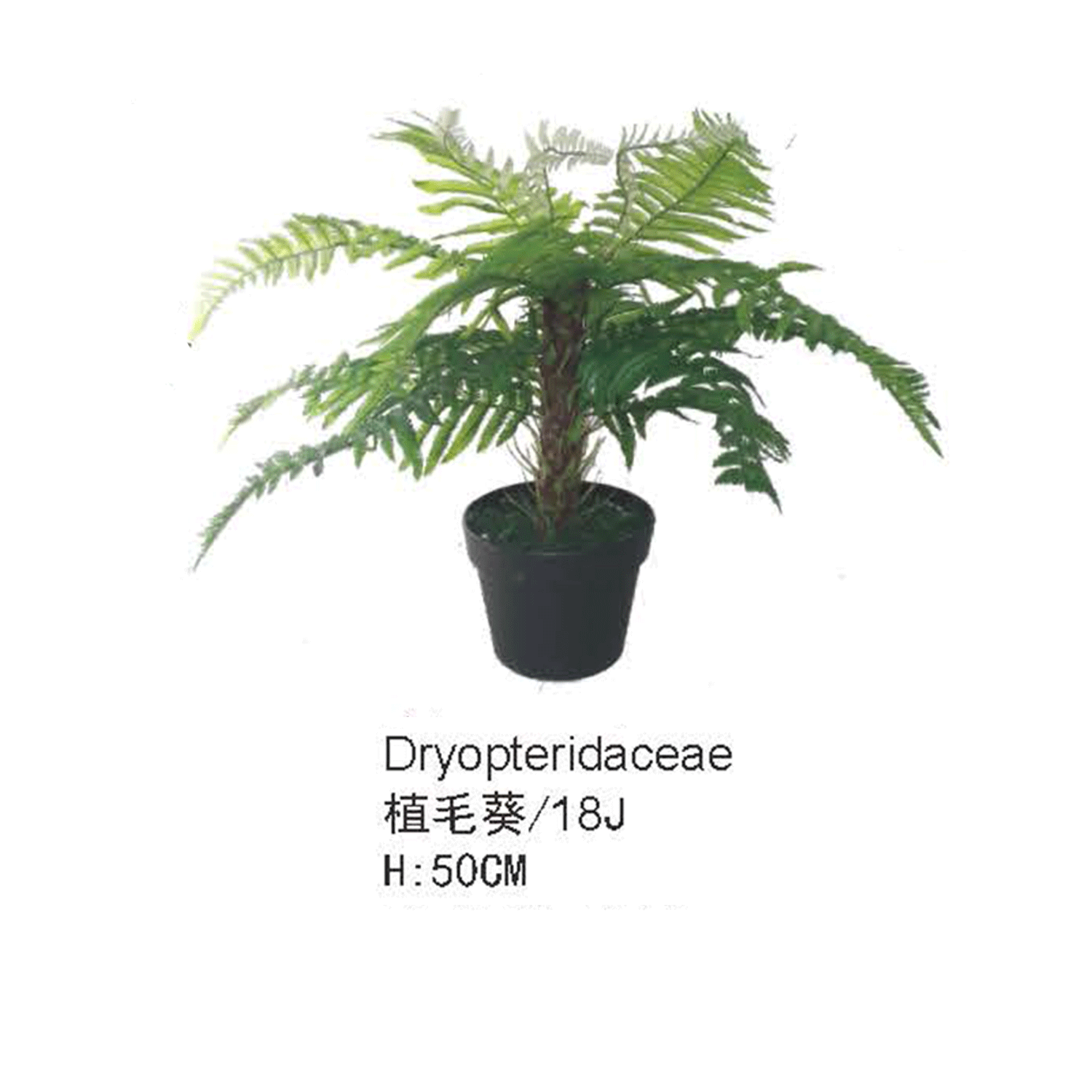 仿真蕨类植物