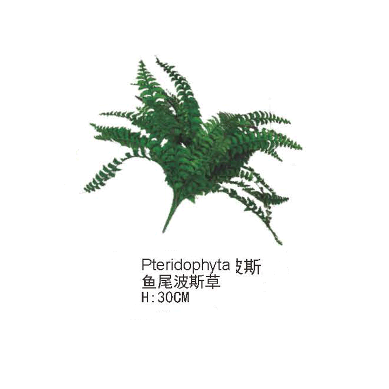 仿真蕨类植物