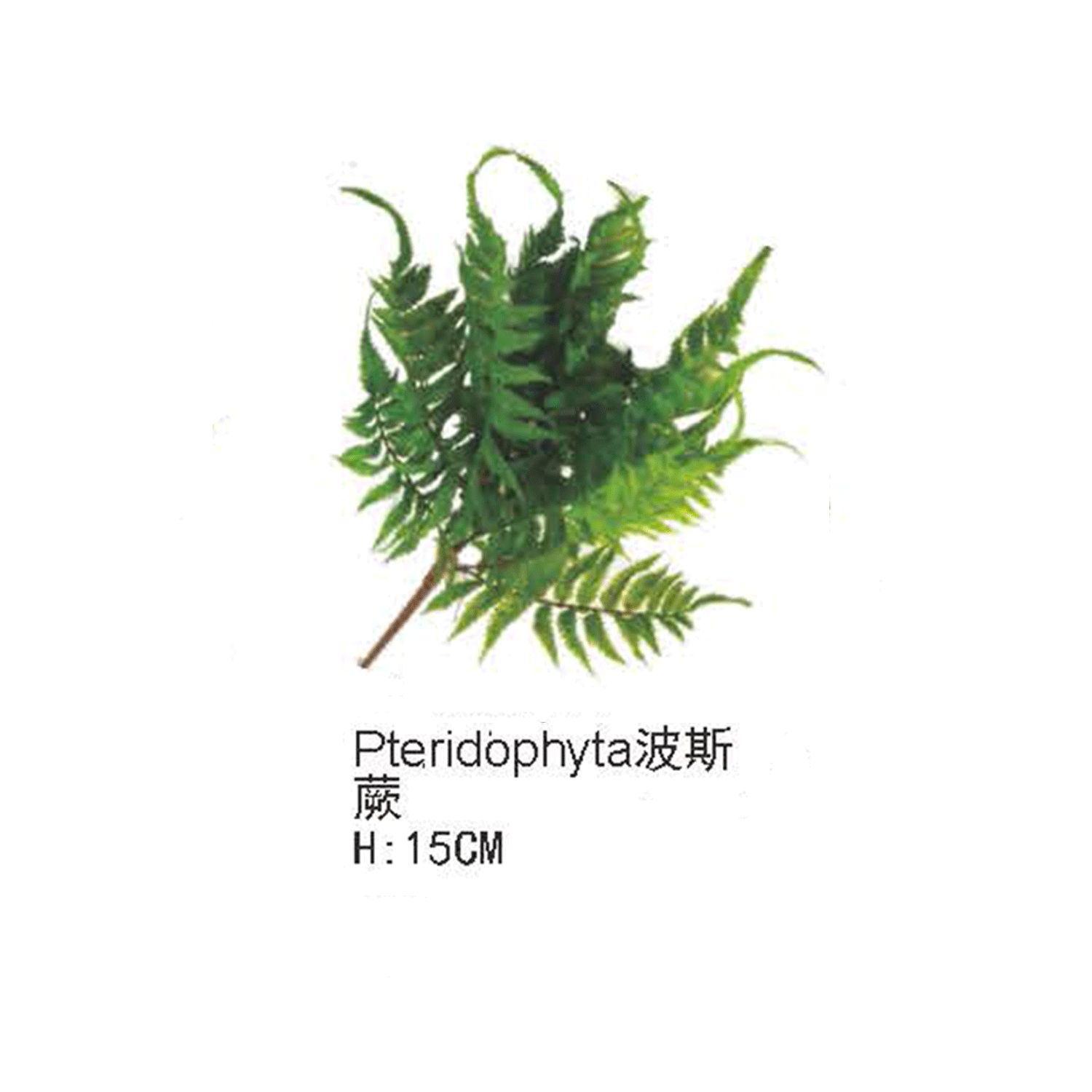 仿真蕨类植物