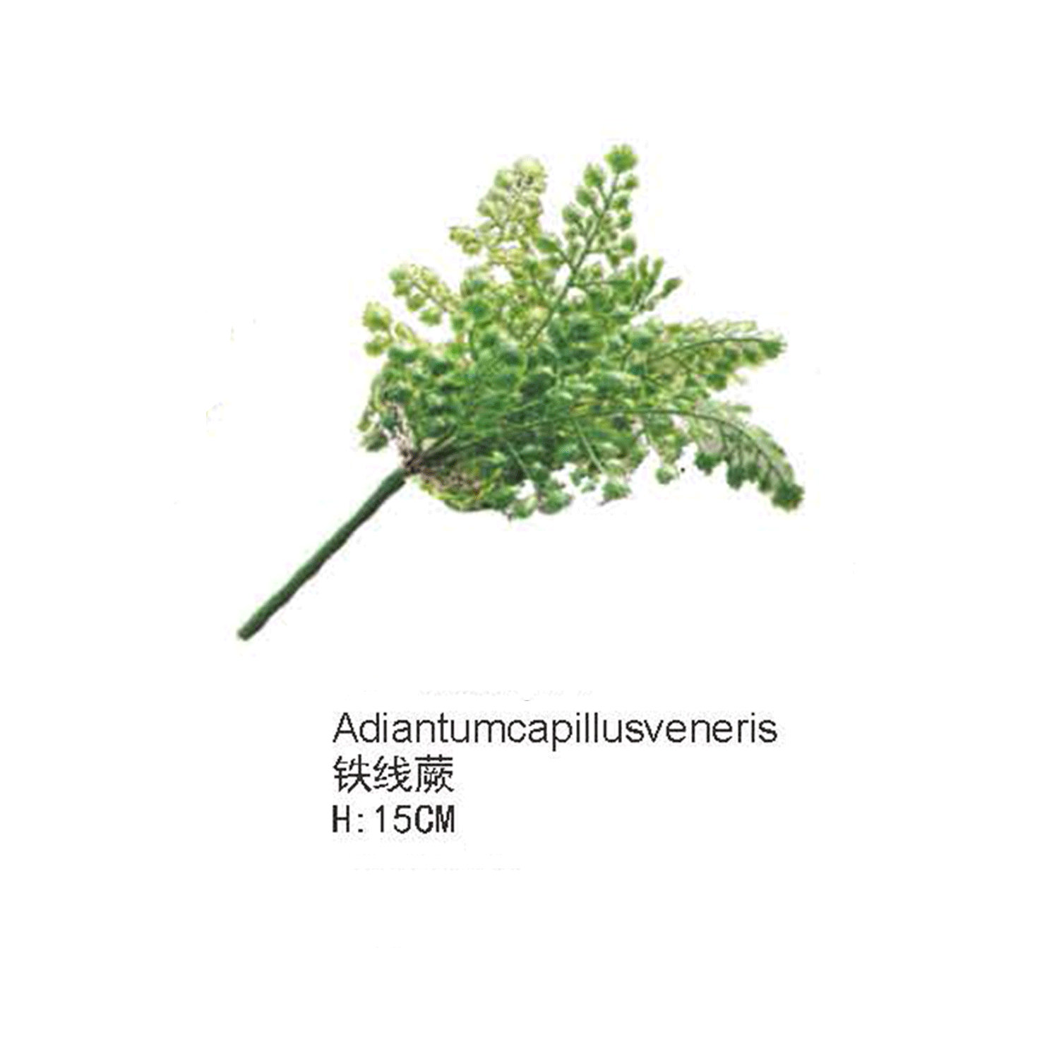 仿真蕨类植物