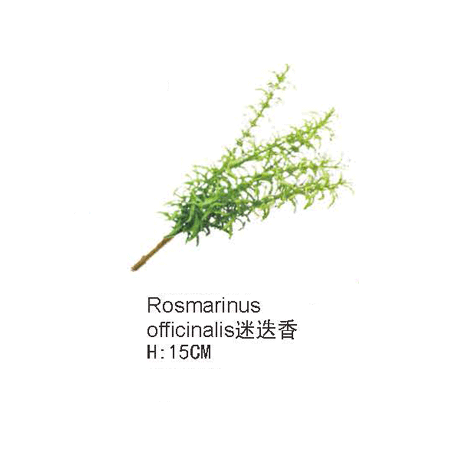仿真蕨类植物