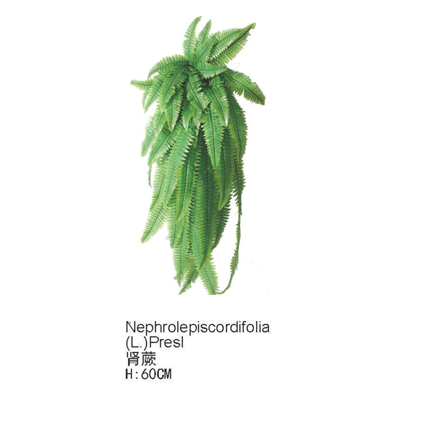 仿真蕨类植物